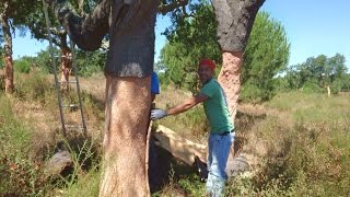 Dalla quercia al tappo ovvero come nascono i tappi di sughero Prima parte [upl. by Goodden]