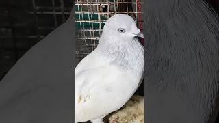 rap newsong song music hiphop pigeon pigeonkabutar bird kabootar kabutarb [upl. by Ierdna]