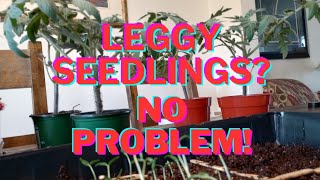 Leggy tomato seedlings No problem tomato seedling hack [upl. by Oly539]