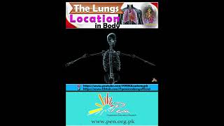 The Lungs I Location in Body I  Biology penacademy humanbodysystem [upl. by Ijneb]