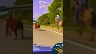 Professional Cowcatcher Ropes Cow on the Interstate 🐮 [upl. by Fraze]