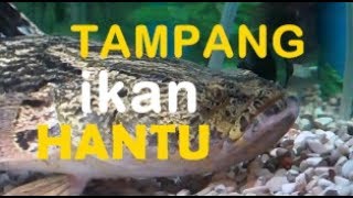 Begini Tampang Ikan Hantu [upl. by Lory]