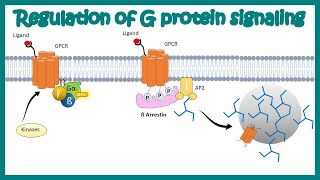 Desensitization of GPCR Regulation of G protein signaling by beta arrestin  Regulation by GRKs [upl. by Rodmun]