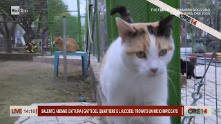 Salento 68enne con una trappola cattura i gatti del paese e li impicca  Ore 14 del 01102024 [upl. by Yukio]