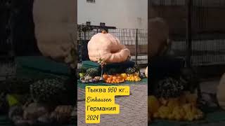 Тыквы 950 кг Einhausen Германия2024 [upl. by Muhan]