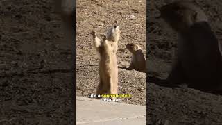 Prairie Dogs 🐿️ Make Cute quotYippiequot Noises Why Do They Scream [upl. by Krutz]