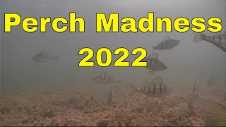 Ice Fishing Saginaw Bay Perch Madness 2022 [upl. by Drarrej]