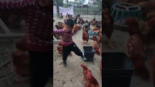 Rural children novice chicken farmers rural freerange chickens freerange chickens 191 [upl. by Pirnot]