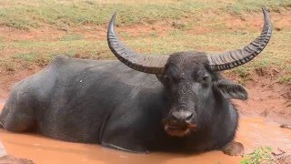 Giant Wild water buffalo  WILD BUFFALO in Yala National park [upl. by Yklam650]