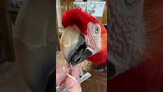 Person is preening their Macaw Parrot [upl. by Maud698]