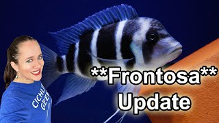 Update on my Frontosa Colony  265 gal Tank quotFixedquot [upl. by Brianne]