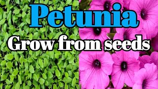 How to grow petunia plant from seeds youtubeshorts trending [upl. by Ailima]