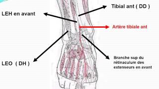 ANATOMIE MI Angiologie du membre pelvien [upl. by Aleakcim]