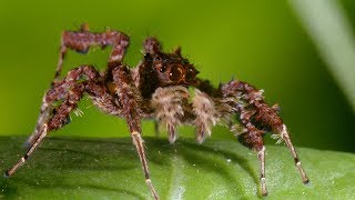 Spider With Three Super Powers  The Hunt  BBC Earth [upl. by Cartan644]