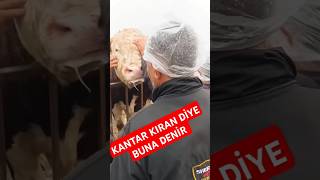 Kantar Kıran Diye Buna Denir keşfet hayvancılık simental besicilik [upl. by Elva955]