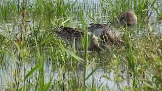 Feeding Garganeys Marshside RSPB [upl. by Attegroeg]