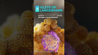 Islets of Langerhans reels shorts medicalanimation [upl. by Craggy232]