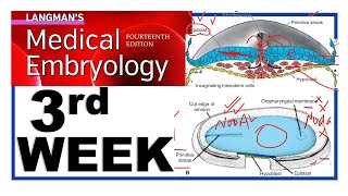 Langman Chapter5  Third Week of Human Development  Embryology  Gastrulation  Dr Asif Lectures [upl. by Aisatsanna]