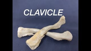 CLAVICLE  GENERAL FEATURES AND ATTACHMENTS [upl. by Aden]