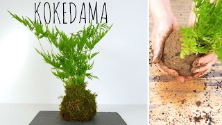 COMMENT FAIRE UN KOKEDAMA [upl. by Daven]