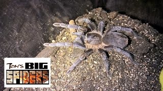 Pet Store Rescue Aphonopelma seemanni [upl. by Maxim]