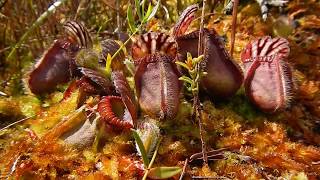 Cephalotus follicularis and more Carnivorous Plants of Albany [upl. by Gareth483]