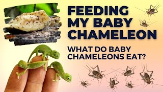 What Do Baby Chameleons Eat [upl. by Ahsetal]