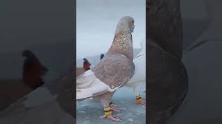 Wow what a pegion😱🔥🕊 pegion pegiontraining kabutars birds trending viral foryou😱🕊 [upl. by Cornew666]