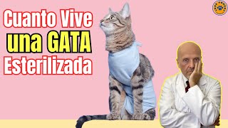 ❤️‍🩹 ¿CUANTO VIVE UNA GATA ESTERILIZADA ❤️‍🩹 [upl. by Parsons]