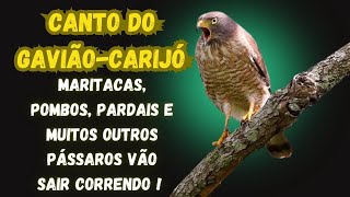 GAVIÃOCARIJÓ VOCÊ NÃO TERÁ MAIS PROBLEMAS COM MUITOS PÁSSAROS [upl. by Ruff817]