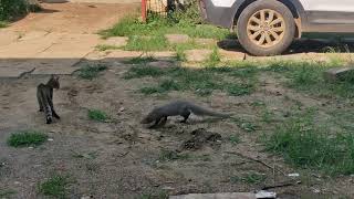 mongoose and cat fight [upl. by Levison]