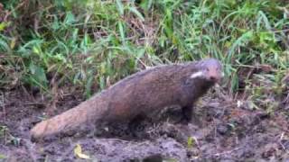 Thailand Wildlife  Mongeese or Mongooses [upl. by Llennor458]