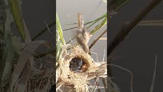 Bird feed birdwatching birdspotting nature birdslover birds birdkids bird birds [upl. by Prady]