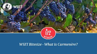 WSET Bitesize  What is Carménère [upl. by Eiaj]