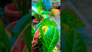 Croton plant nature gardening plants viralvideo youtubeshorts gardenflowers [upl. by Anerev639]