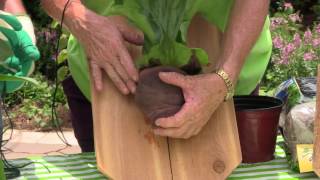 How to Plant Staghorn Fern on a Board [upl. by Imena]