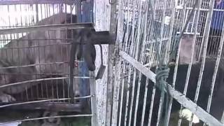 西藏獒犬和獅虎獸在互凶  Tibetan mastiff VS Liger [upl. by Atram444]