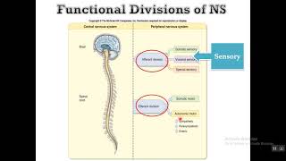 Neurophysiology sensory receptors ألمحاضرة الاولى علاج طبيعى [upl. by Ramirolg]