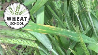 Wheat School Stripe Rust in the western prairies [upl. by Una83]