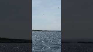 Watch the Gannets dive bomb for fish in the sea off of the Northumberland Coast at The Farne Islands [upl. by Milburt]