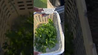 How to dehydrate food in oven gardening [upl. by Emalia981]