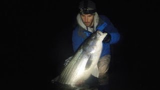 MONSTER Cape Cod Holdover Striper [upl. by Yruy40]