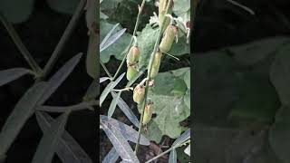 Crotalaria juncea known as brown hemp Indian hemp [upl. by Olraced]