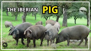 The Iberian Pig  Livestock Genetics from Spain [upl. by Peh]