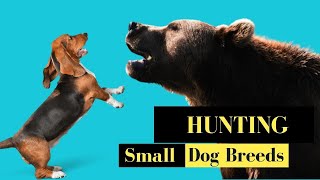 Top 6 Small Hunting Dog Breeds [upl. by Ernest]