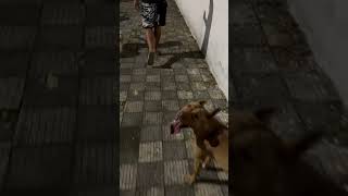 PITBULL FÊMEA SEM ORELHA CORTADA  Tokio [upl. by Ehcropal661]