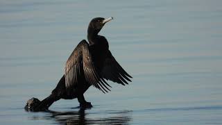 Cormorano Great Cormorant Phalacrocorax carbo [upl. by Llezo602]