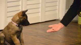 Belgian Malinois—Mishka—7 weeks old learning quotCenter RollOver Heelquot [upl. by Jewel236]