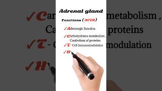 function of adrenal gland [upl. by Honor]