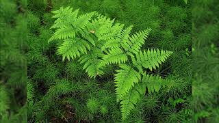 Bracken  Pteridium aquilinum Identification and characteristics [upl. by Mastic]